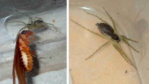 Hippasa holmerae